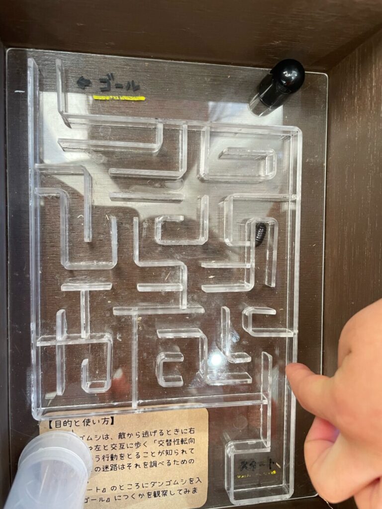豊田ホタルの里ミュージアムのダンゴムシレース