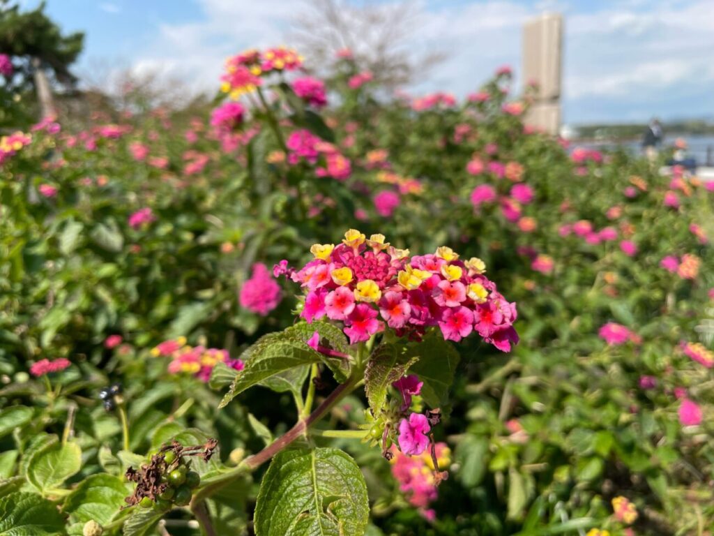 ときわ橋近くの休憩所に咲く花
