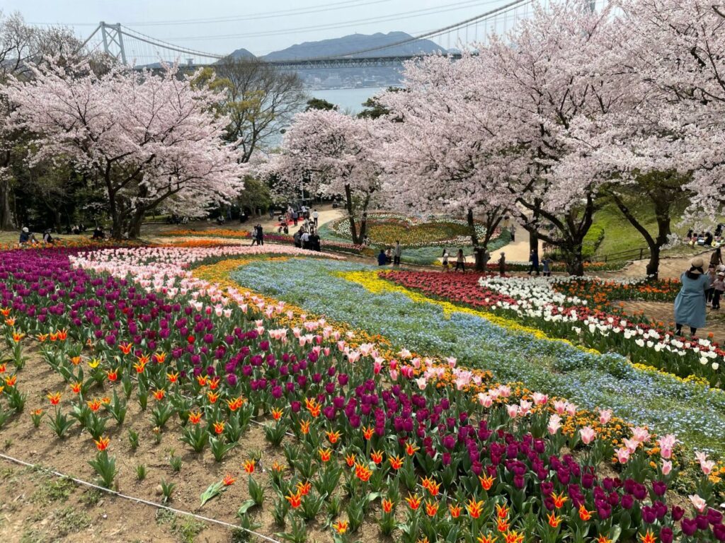 火の山公園トルコチューリップ園のチューリップと桜と関門橋と関門海峡