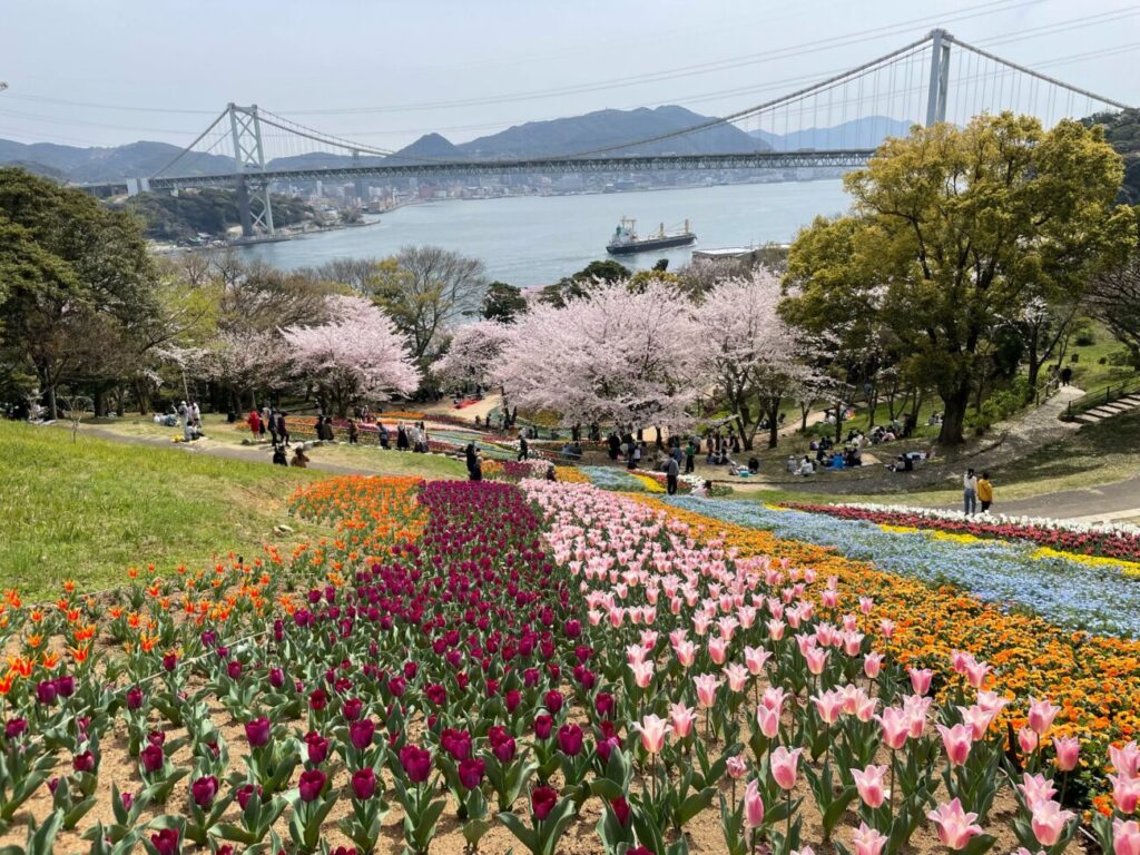火の山公園トルコチューリップ園のチューリップと桜と関門橋と関門海峡