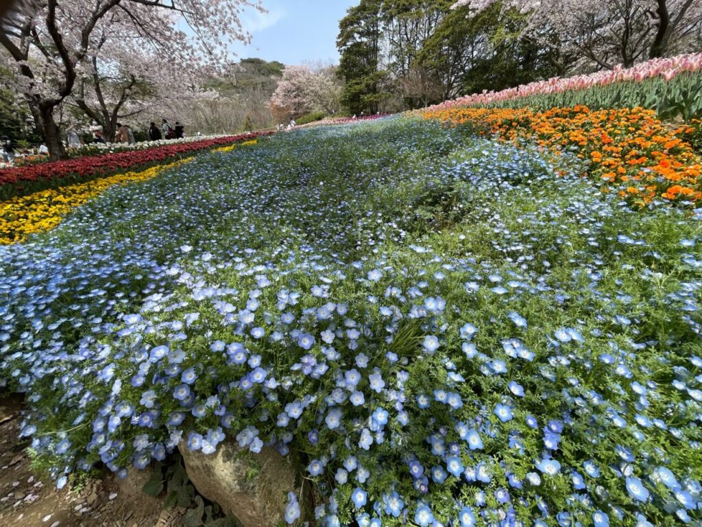 火の山公園トルコチューリップ園のネモフィラ