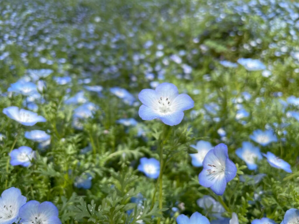 火の山公園トルコチューリップ園のネモフィラ