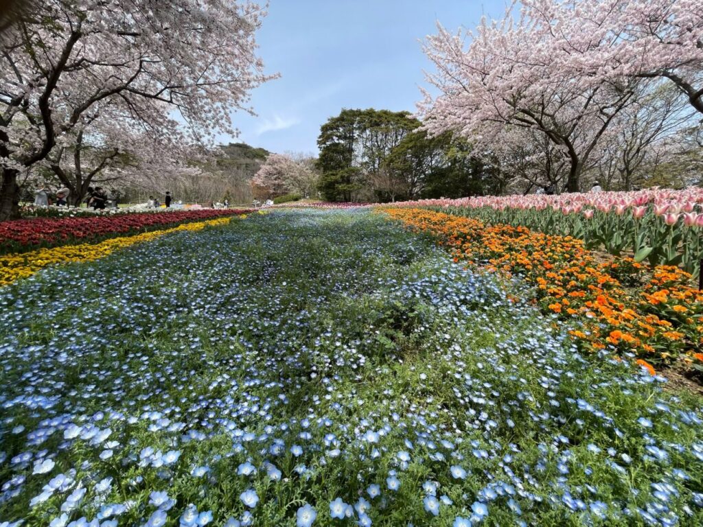 火の山公園トルコチューリップ園のチューリップ