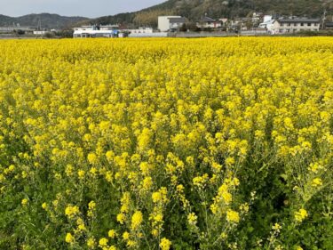 【花の海】菜の花畑の迷路でかくれんぼをしよう！【山口県山陽小野田市】