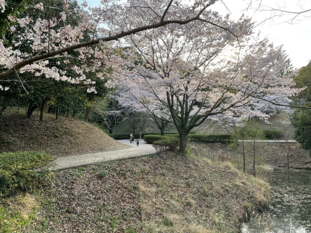 江汐公園の満開の桜