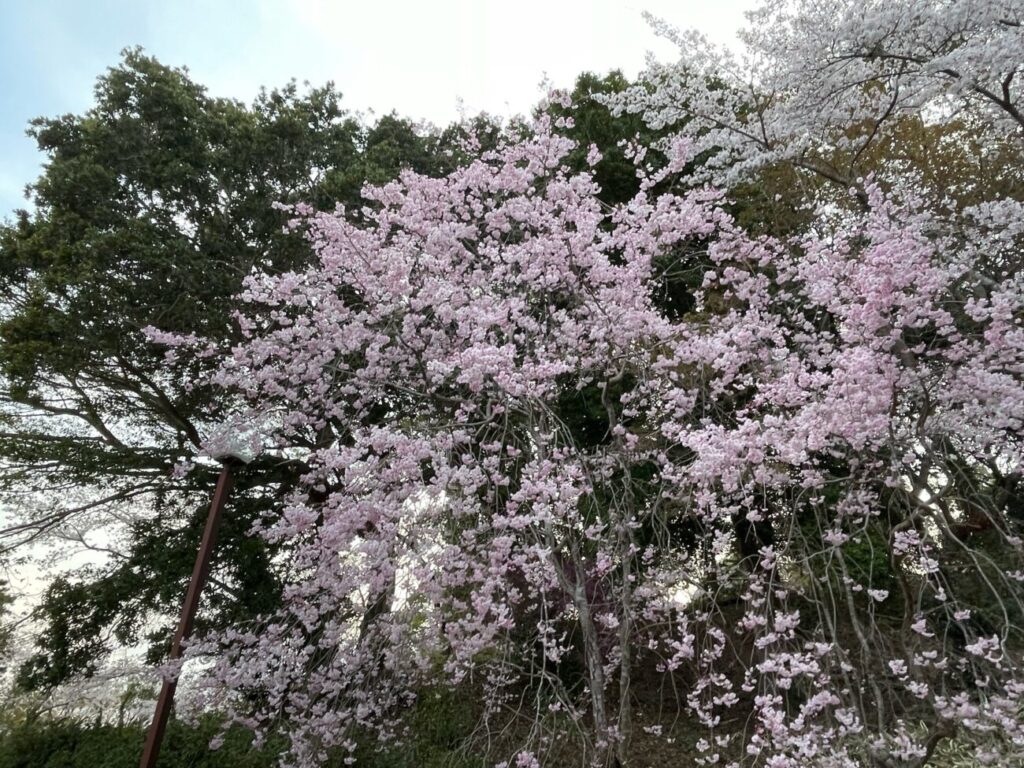 江汐公園の満開の桜