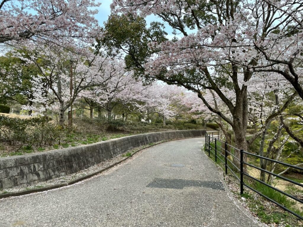 江汐公園の満開の桜