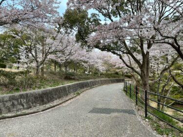 江汐公園の満開の桜