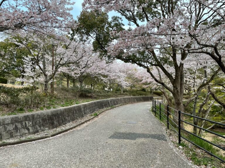 江汐公園の満開の桜