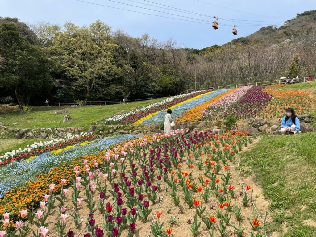 火の山公園トルコチューリップ園のチューリップ