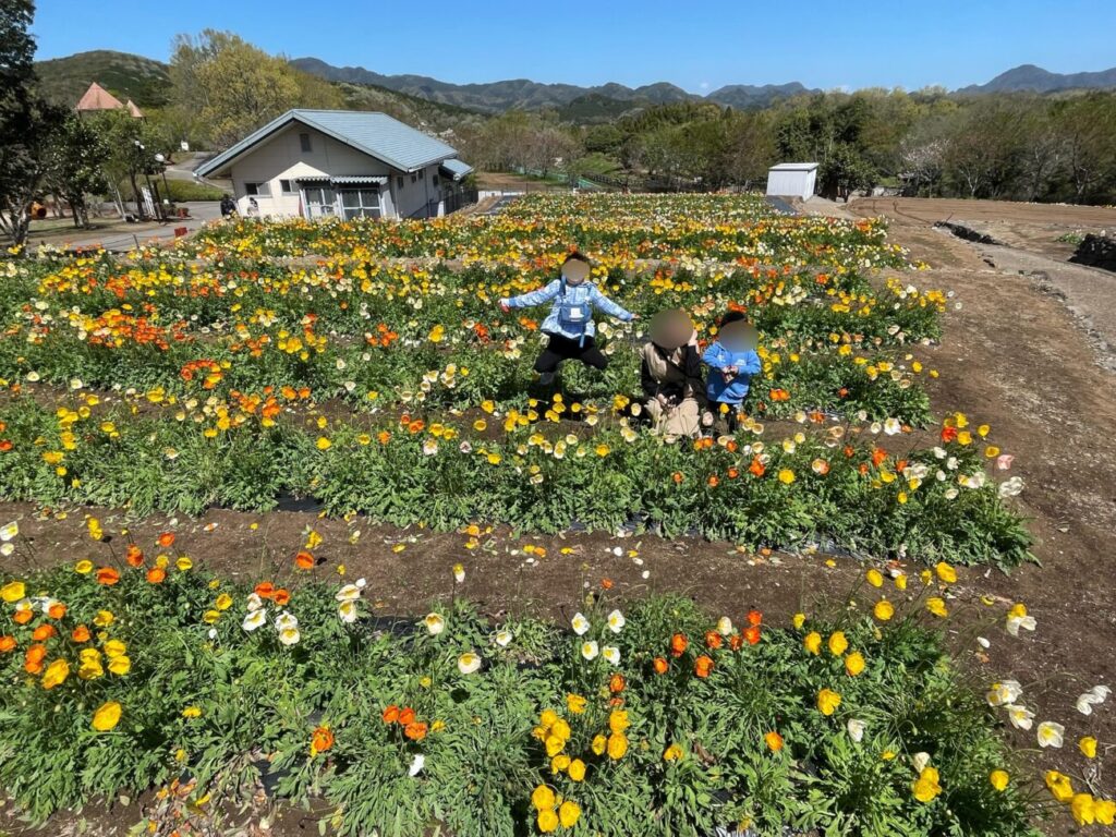 るるパークのポピー
