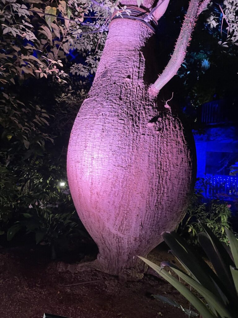 ときわ公園のナイトミュージアムのイルミネーション