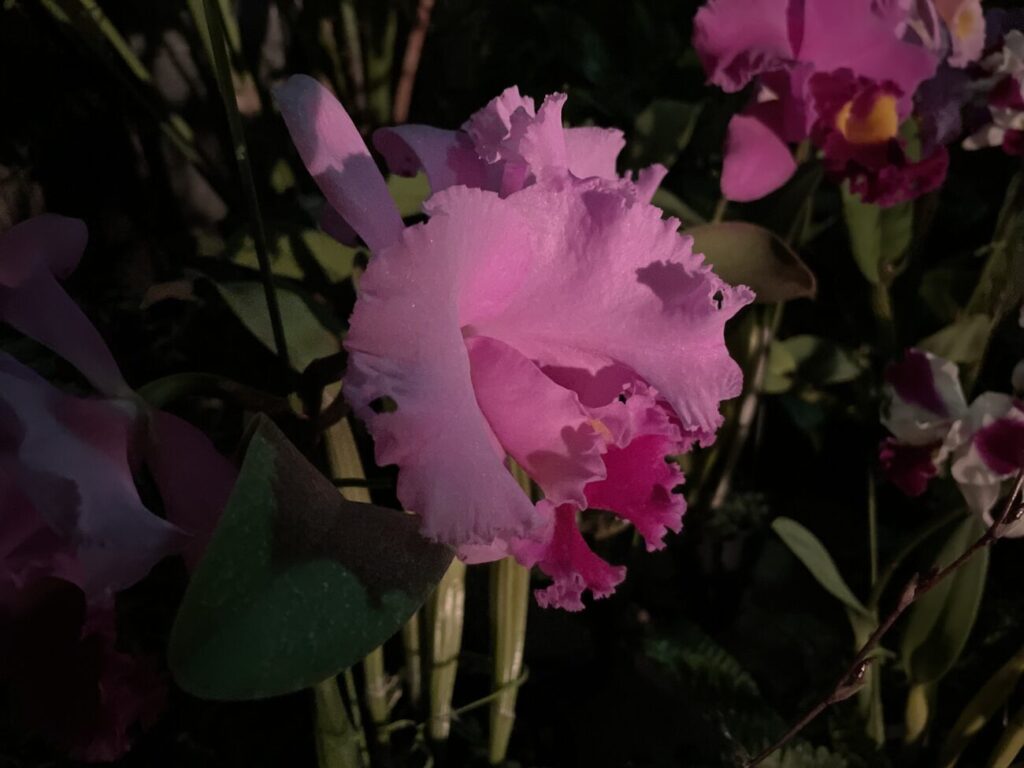 ときわ公園のナイトミュージアムで赤くライトアップされた欄の花