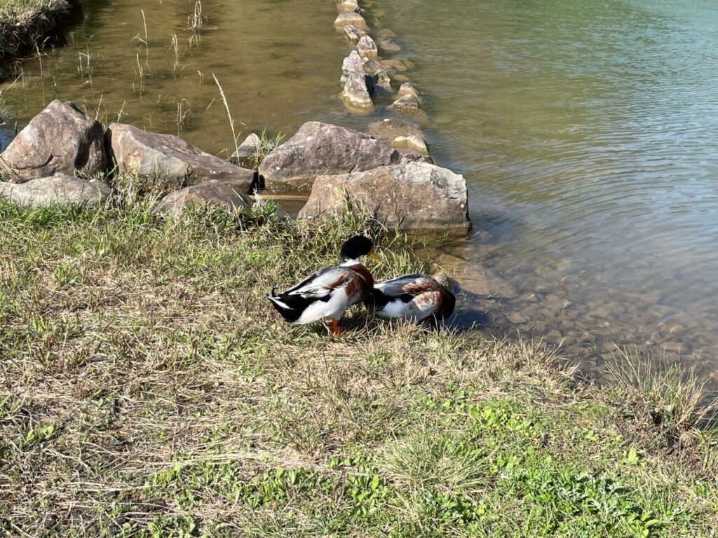 菅無田公園のかも