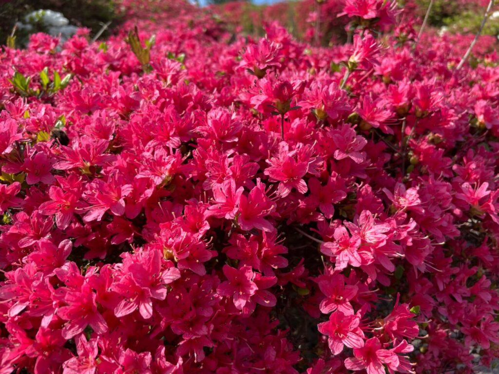 菅無田公園のキリシマツツジ