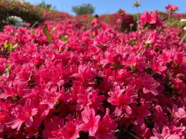 【菅無田公園】18,000本のキリシマツツジを見に行こう【山口県長門市】