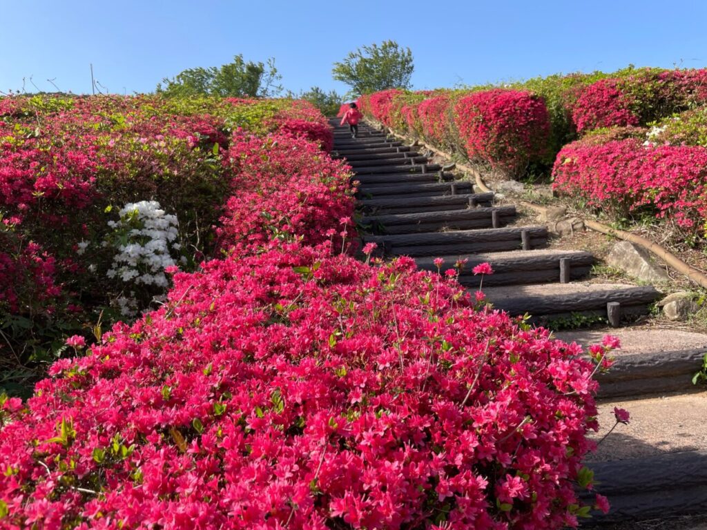 菅無田公園のキリシマツツジ