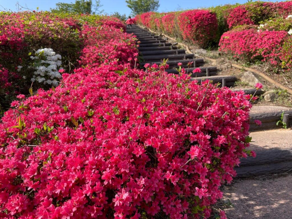 菅無田公園のキリシマツツジ