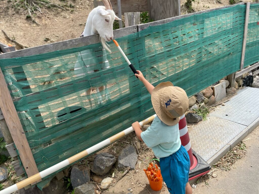島根県益田市のさんさん牧場でやぎにえさをあげるこども