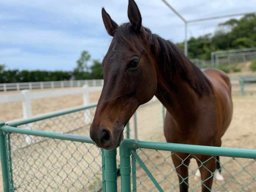 島根県益田市のさんさん牧場の馬