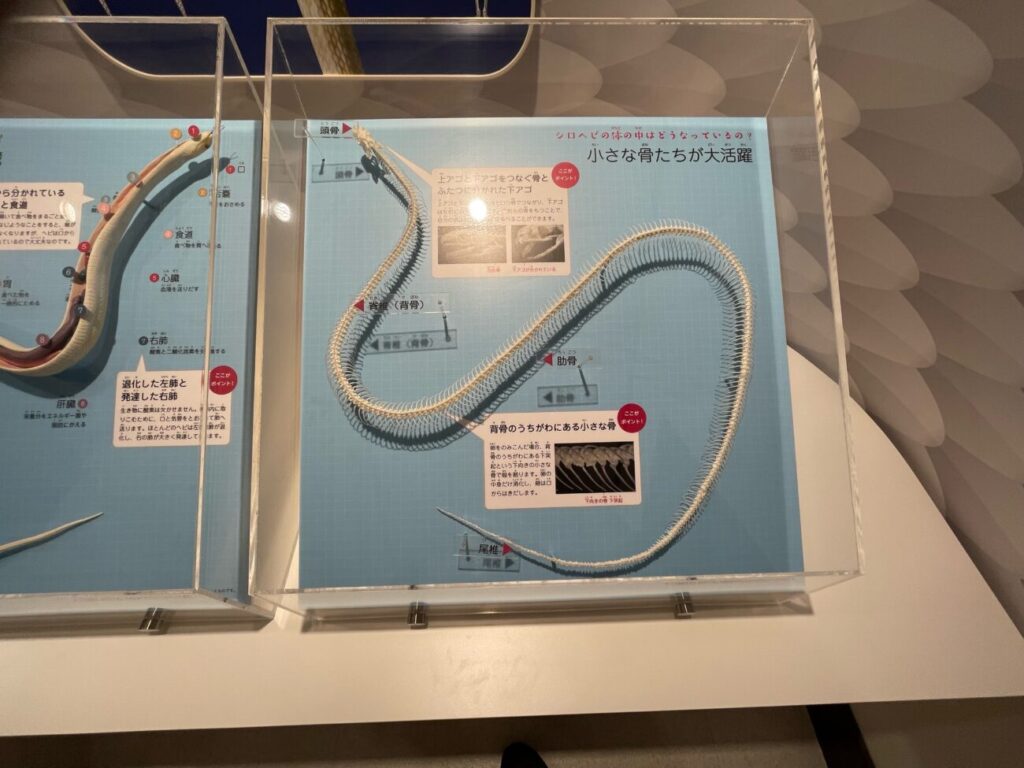岩国シロヘビの館の中の展示
