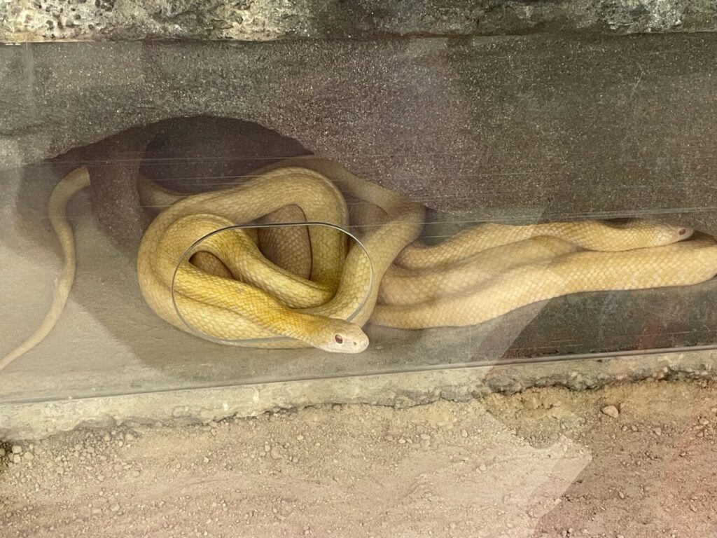 岩国シロヘビの館の中のシロヘビ生体の展示