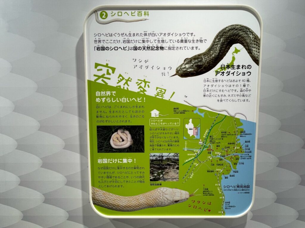 岩国シロヘビの館の中の展示