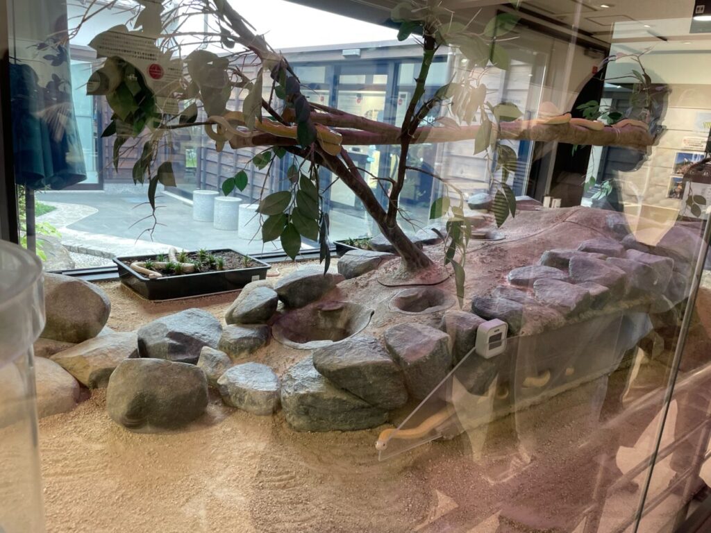 岩国シロヘビの館の中のシロヘビ生体の展示