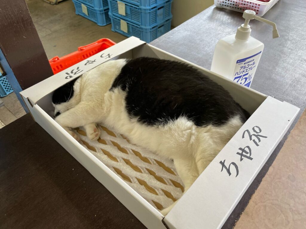 あゆみ農園のちゃぷ